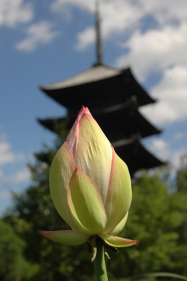 079   Japonia